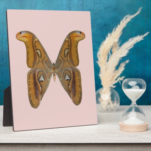 Atlas Moth Fotoplatte (Seite)