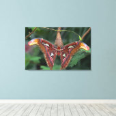 Atlas-Moth Leinwanddruck (Insitu (Holzboden))