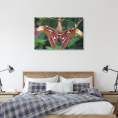 Atlas-Moth Leinwanddruck (Insitu (Schlafzimmer))