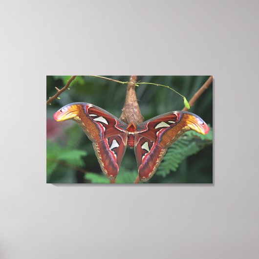 Atlas-Moth Leinwanddruck (Vorderseite)