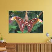 Atlas-Moth Leinwanddruck (Insitu (Wohnzimmer))