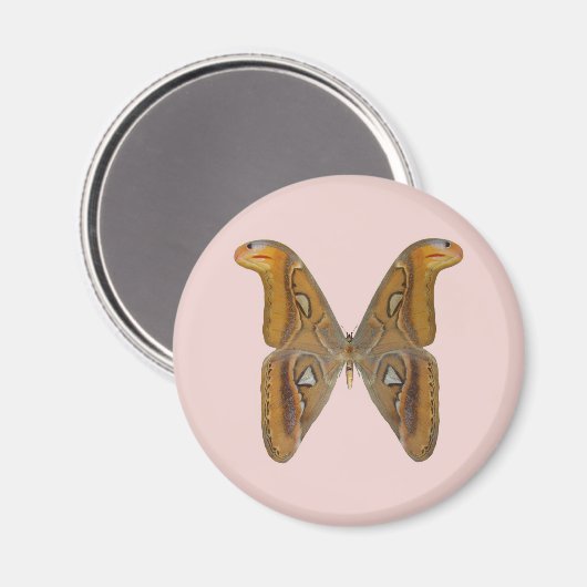 Atlas Moth Magnet (Vorderseite/Rückseite)