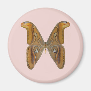 Atlas Moth Magnet