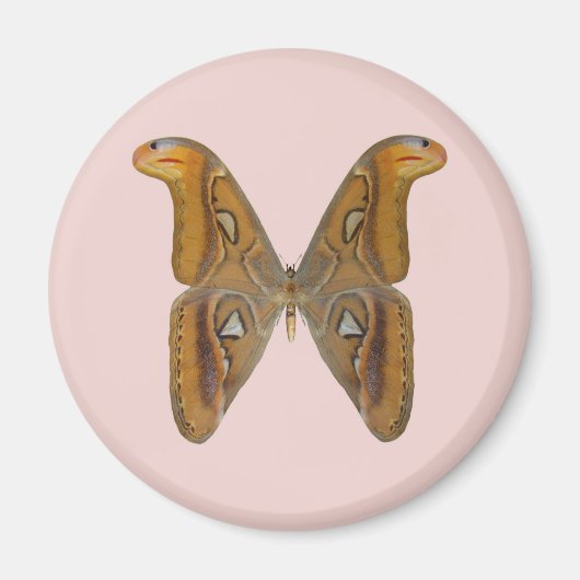 Atlas Moth Magnet (Vorne)