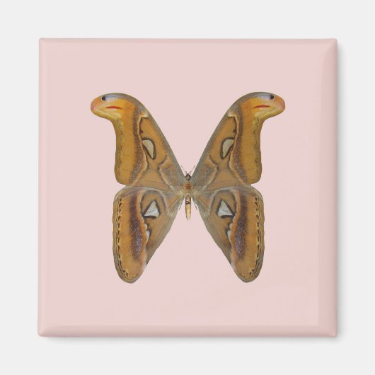 Atlas Moth Magnet (Vorne)