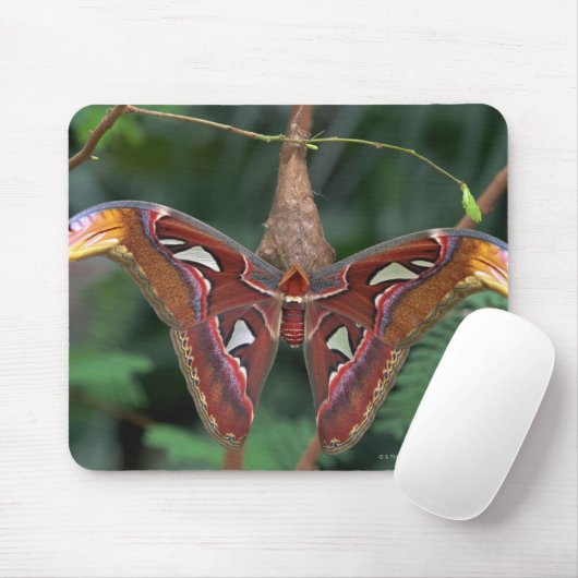 Atlas-Moth Mousepad (Mit Mouse)