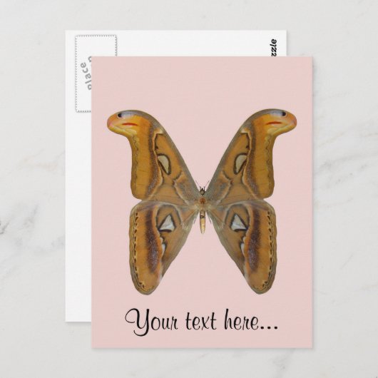 Atlas Moth Postkarte (Vorne/Hinten)