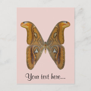 Atlas Moth Postkarte