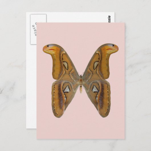 Atlas Moth Postkarte (Vorne/Hinten)