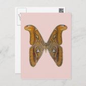 Atlas Moth Postkarte (Vorne/Hinten)