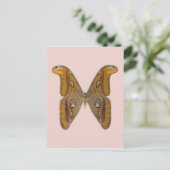 Atlas Moth Postkarte (Stehend Vorderseite)