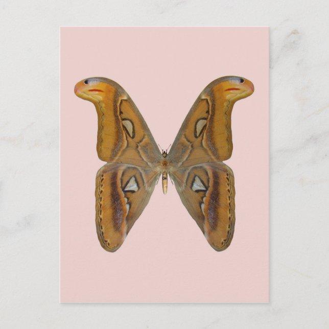 Atlas Moth Postkarte (Vorderseite)