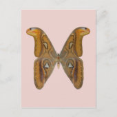 Atlas Moth Postkarte (Vorderseite)