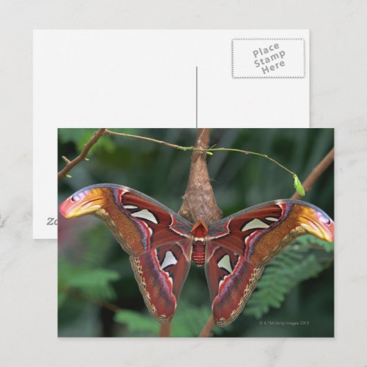 Atlas-Moth Postkarte (Vorne/Hinten)