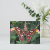 Atlas-Moth Postkarte (Stehend Vorderseite)