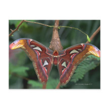 Atlas-Moth