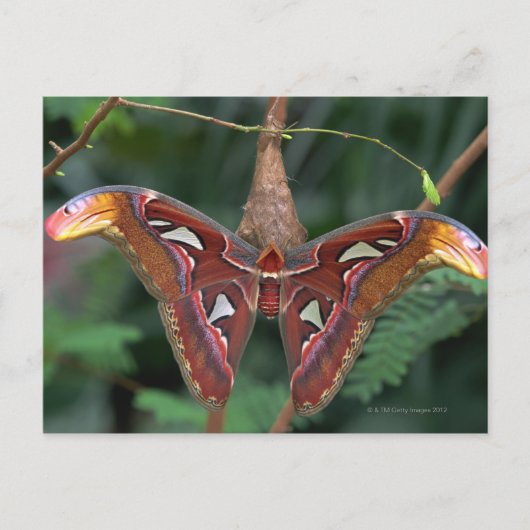 Atlas-Moth Postkarte (Vorderseite)