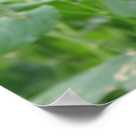 Atlas Moth Print Poster (Ecke)