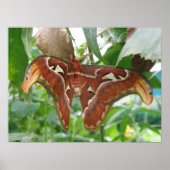 Atlas Moth Print Poster (Vorne)