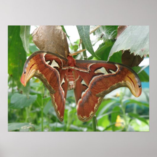 Atlas Moth Print Poster (Vorne)