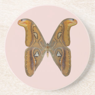 Atlas Moth Sandstein Untersetzer