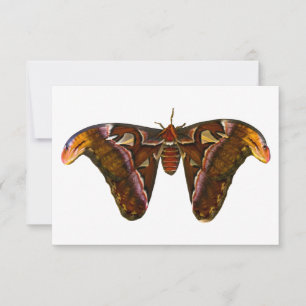 Atlas Moth - Snake Head Dankeskarte