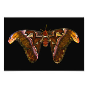 Atlas Moth - Snake Head Fotodruck