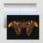 Atlas Moth - Snake Head Postkarte (Vorne/Hinten)