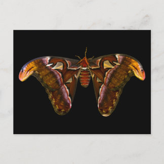 Atlas Moth - Snake Head Postkarte
