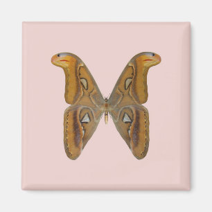 Atlas-Motte Magnet