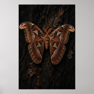 Atlas-Motte ruht auf dunkler Baumrinden-Naturwand  Poster