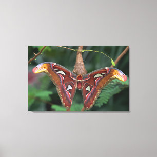 Atlasmotte Leinwanddruck