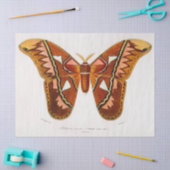 Atlasmotte Seidenpapier (Basteln)