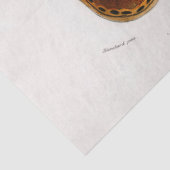 Atlasmotte Seidenpapier (Detail)