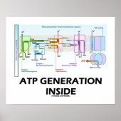 ATP-Generation innerhalb der Elektrotransportkette Poster (Vorne)