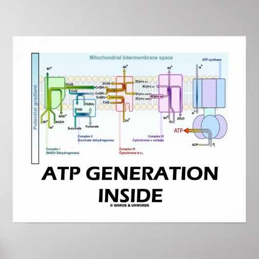 ATP-Generation innerhalb der Elektrotransportkette Poster (Vorne)