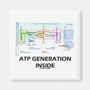 Atp-Generations-Innere (Elektron-Transport-Kette) Magnet