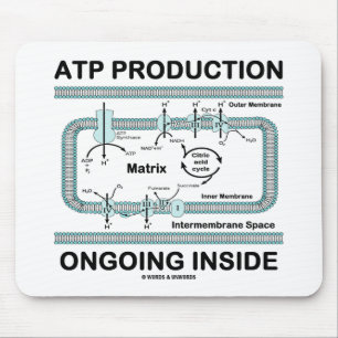 ATP-Produktion im Innen Mousepad