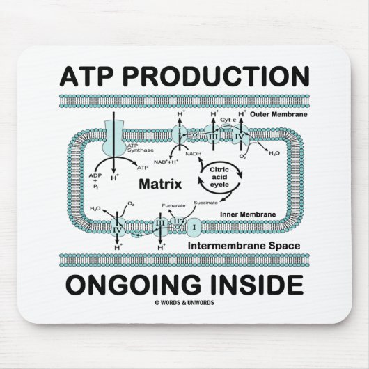 ATP-Produktion im Innen Mousepad (Vorne)
