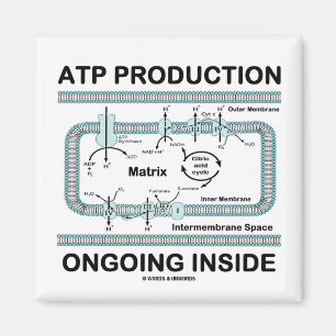 Atp-Produktions-laufendes Innere Magnet