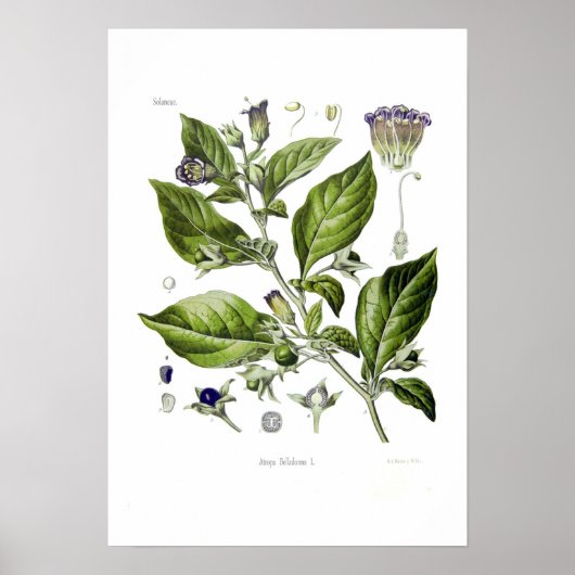 Atropa belladonna (Toter Nachtschatten) Poster (Vorne)