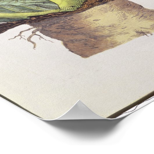 Atropa mandragora poster (Ecke)