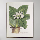 Atropa mandragora poster (Vorne)