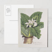 Atropa mandragora postkarte (Vorne/Hinten)