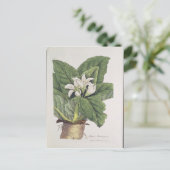 Atropa mandragora postkarte (Stehend Vorderseite)
