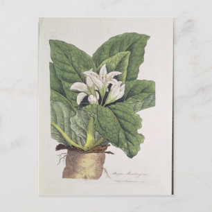 Atropa mandragora postkarte