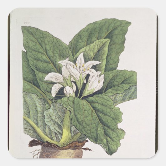 Atropa mandragora quadratischer aufkleber (Vorderseite)
