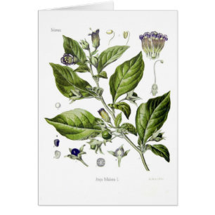 Atropetollkirsche (tödlicher Nightshade)