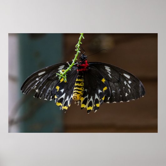 Attached Poster (Vorne)