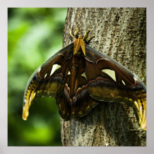 Attacus Atlas Print Poster